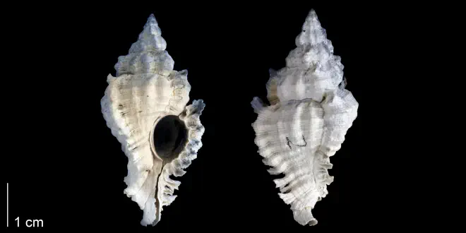 Chicoreus floridanus from the Late Pliocene Tamiami Fm. (Pinecrest Beds) of Sarasota County, Florida (PRI 70124).