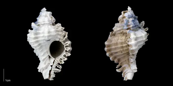 Chicoreus floridanus from the Late Pliocene Tamiami Fm. (Pinecrest Beds) of Sarasota County, Florida (PRI 70137).