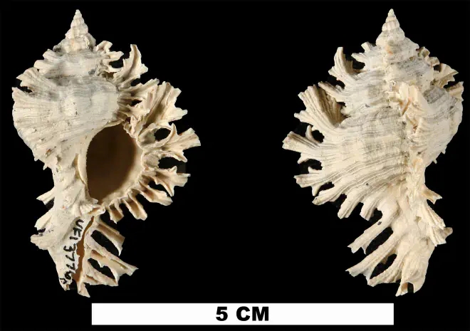 Chicoreus floridanus from the Late Pliocene Tamiami Fm. (Pinecrest Beds) of Sarasota County, Florida (UF 137760).