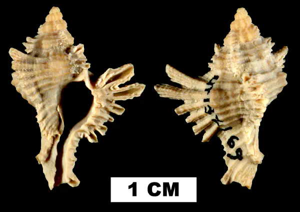 Chicoreus florifer