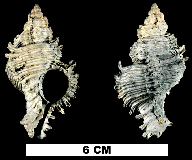 Chicoreus shirleyae from the Late Pliocene Tamiami Fm. (Pinecrest Beds) of Okeechobee County, Florida (UF 59847).