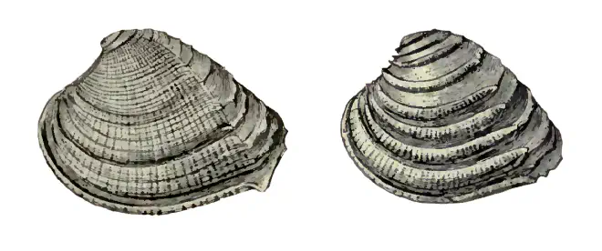 Specimen of Chione burnsii figured by Dall (1900, pl. 42, fig. 4 and 11); left specimen 34.0 mm in length.