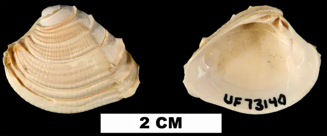 Chione burnsii from the Early Miocene Chipola Fm. of Calhoun County, Florida (UF 73140).