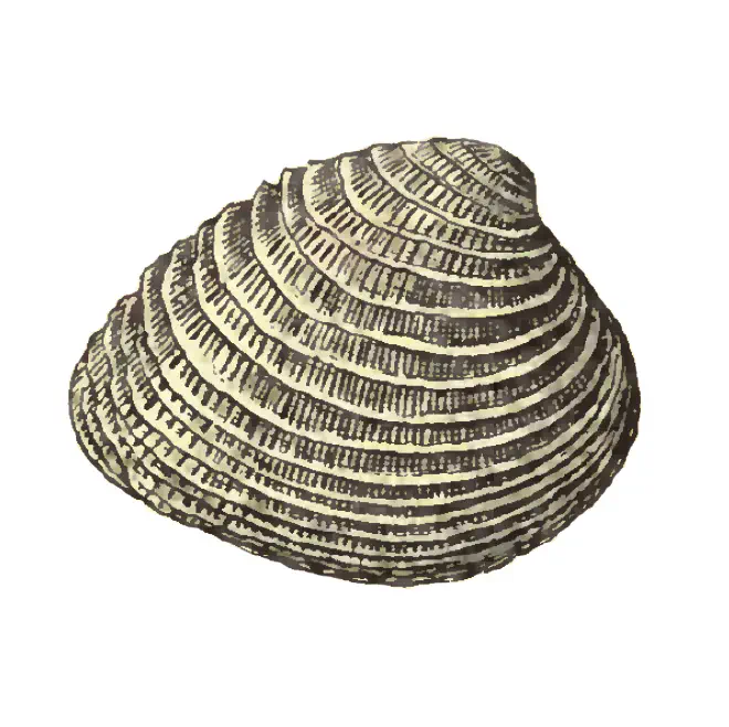 Specimen of Chione chipolana figured by Dall (1903, pl. 55, fig. 20); 32.0 mm in length.