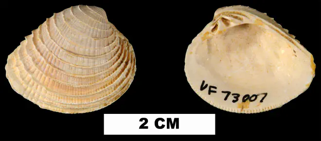 Chione chipolana from the Early Miocene Chipola Fm. of Calhoun County, Florida (UF 73007).