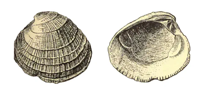 Specimen of Chione erosa figured by Dall (1903, pl. 55, fig. 5 and 8); 35.0 mm in length.