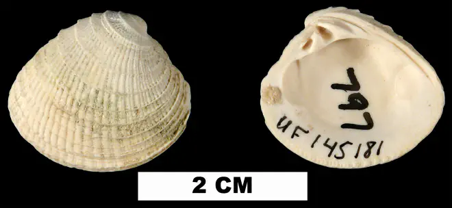 Chione erosa from the Late Pliocene Tamiami Fm. (Pinecrest Beds) of Collier County, Florida (UF 145181).