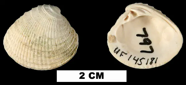 Chione erosa