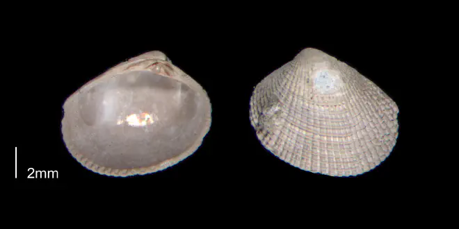 Chioneryx grus from the Early Pleistocene James City Fm. of Beaufort County, North Carolina (PRI 70517).