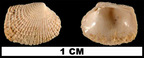 Chioneryx grus