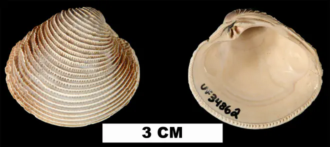 Chionopsis cribraria from the Plio-Pleistocene (formation unknown) of Sarasota County, Florida (UF 34862).