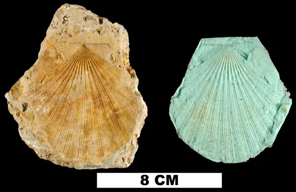 Chlamys nematopleura