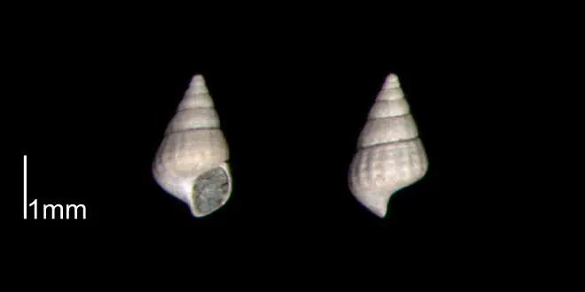 Chrysallida beaufortensis from the Early Pleistocene James City Fm. of Beaufort County, North Carolina (PRI 70474).
