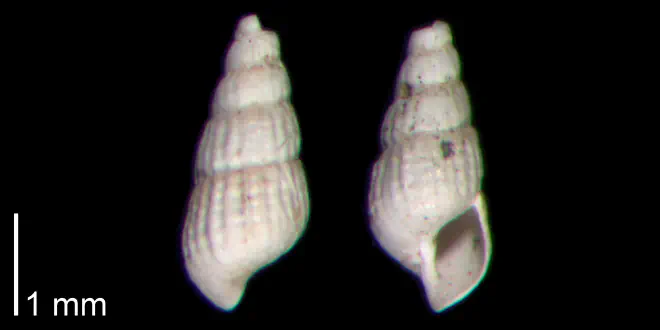 Chrysallida beaufortensis from the Early Pleistocene James City Fm. of Beaufort County, North Carolina (PRI 70499)