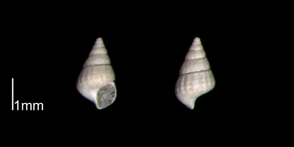 Chrysallida beaufortensis