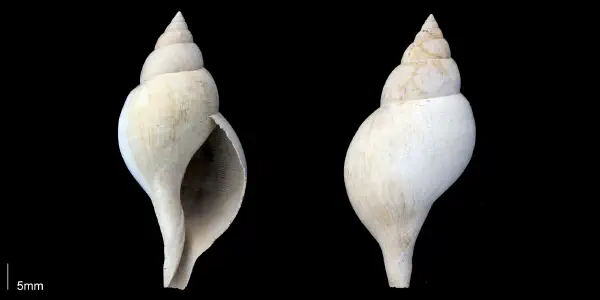 Cinctura apicina