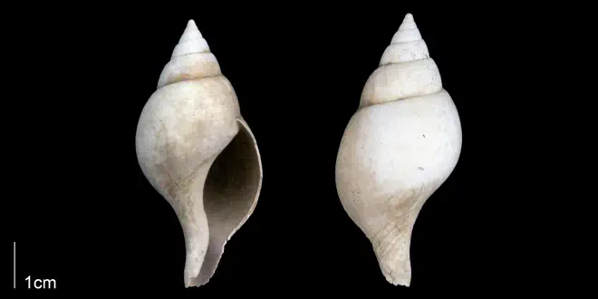 Fasciolaria apicina from the Late Pliocene Tamiami Fm. (Pinecrest Beds) of Sarasota County, Florida (PRI 70128).