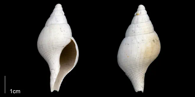 Fasciolaria apicina from the Late Pliocene Tamiami Fm. (Pinecrest Beds) of Sarasota County, Florida (PRI 70263).