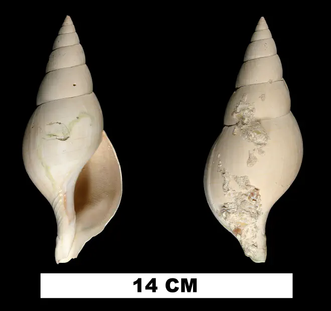 Cinctura rhomboidea from the Late Pliocene Tamiami Fm. (Pinecrest Beds) of Collier County, Florida (UF 146391).