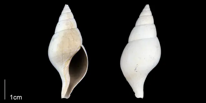 Fasciolaria rhomboideafrom the Late Pliocene Tamiami Fm. (Pinecrest Beds) of Sarasota County, Florida (PRI 70129).
