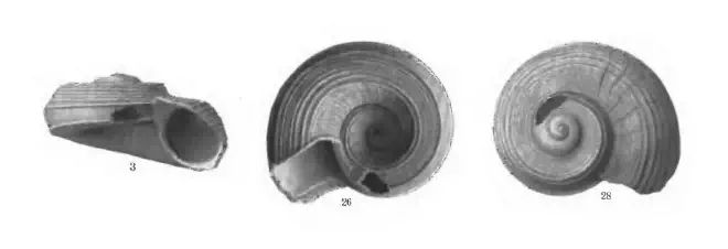 Specimen of Circulus anthera figured by Gardner (1947, pl. 61, fig. 3, 26, and 28); 3.8 mm in length.
