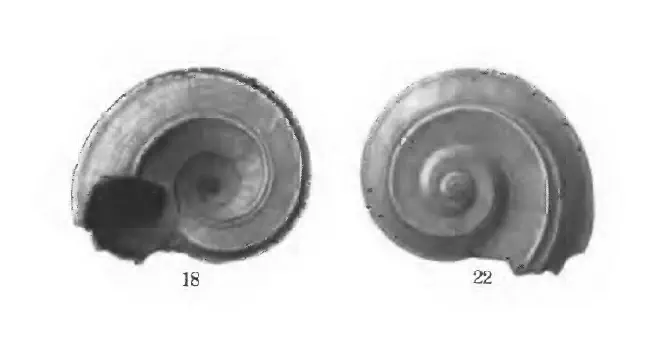 Specimen of Circulus anthera figured by Gardner (1947, pl. 61, fig. 18 and 22); 2.6 mm in length.