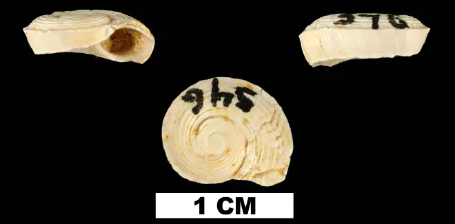Circulus anthera from the Early Miocene Chipola Fm. of Calhoun County, Florida (UF 93695).