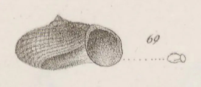 Specimen of Circulus costulatus figured by Lea (1843, pl. 36, fig. 69); breadth .15 of an inch.