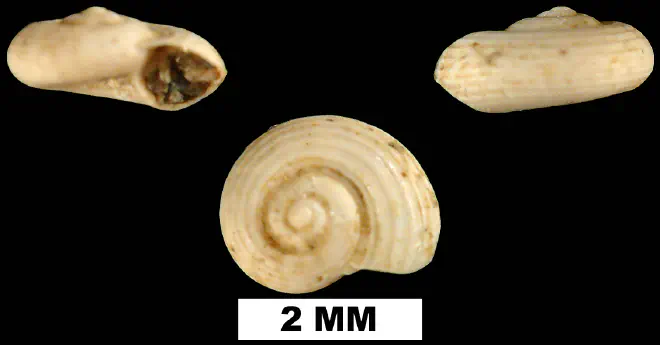 Circulus costulatus from the Late Pliocene Duplin Fm. of Duplin County, North Carolina (UF 82158).