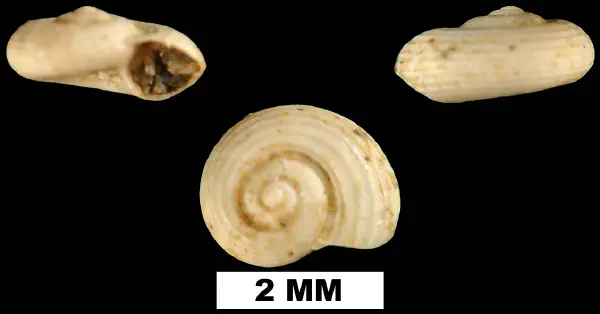 Circulus costulatus