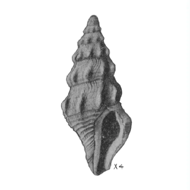 Specimen of Clathrodrillia anteaphanitoma figured by Mansfield (1930, pl. 2, fig. 11); 12.5 mm in length.