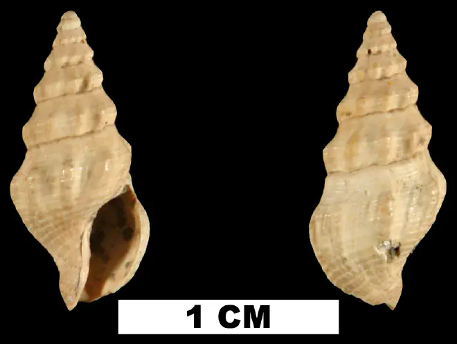 Clathrodrillia anteaphanitoma from the Late Pliocene Jackson Bluff Fm. of Leon County, Florida (UF 79806).