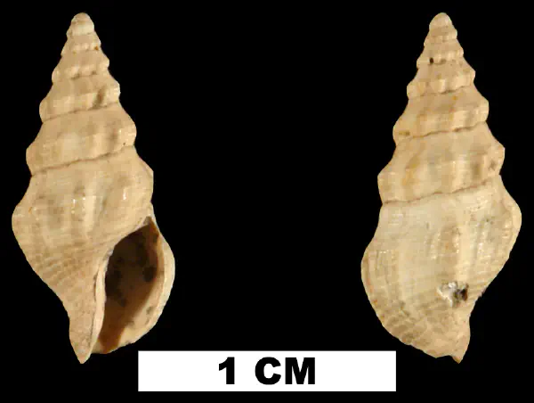 Clathrodrillia anteaphanitoma