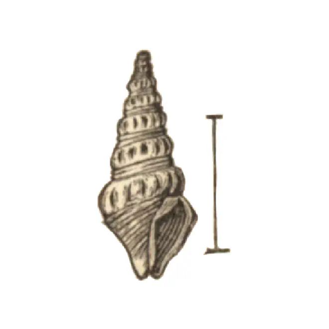 Specimen of Clathrodrillia emmonsi figured by Emmons (1858, fig. 147); scale unclear.
