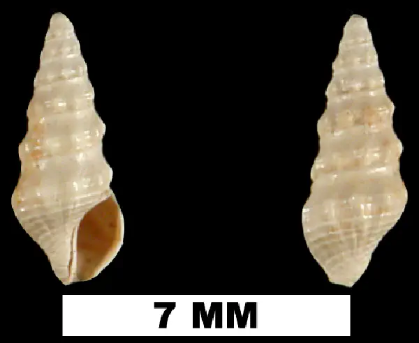 Clathrodrillia emmonsi