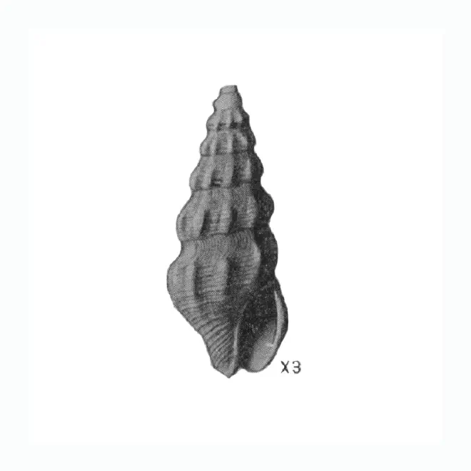 Specimen of Clathrodrillia gracilina figured by Mansfield (1930, pl. 2, fig. 8); 13.5 mm in length.