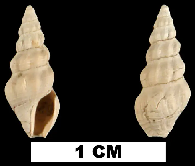 Clathrodrillia gracilina from the Late Pliocene Jackson Bluff Fm. of Leon County, Florida (UF 78704).