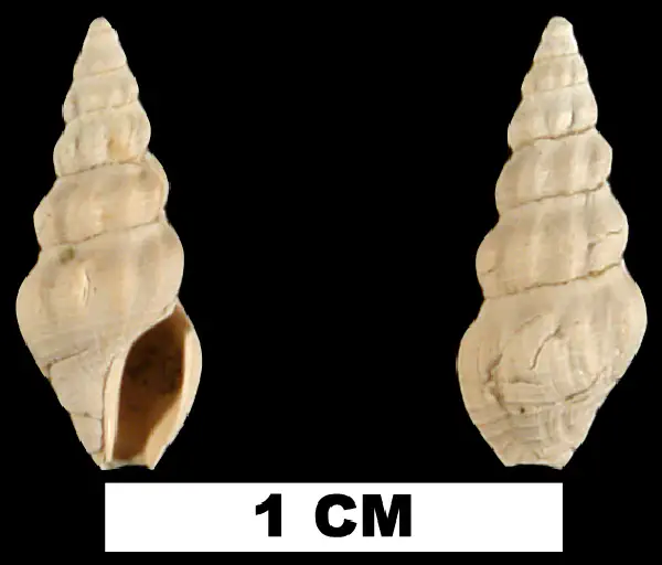 Clathrodrillia gracilina