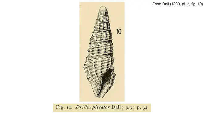 Illustration of Clathrodrillia piscator from Dall (1890).