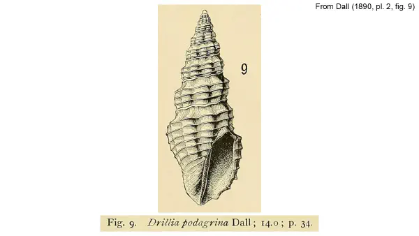 Clathrodrillia podagrina