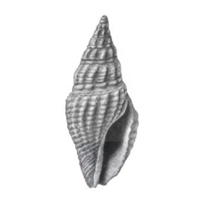 Specimen of Clavatula apoia figured by Gardner (1938, pl. 39, fig. 19); 13.5 mm in length.