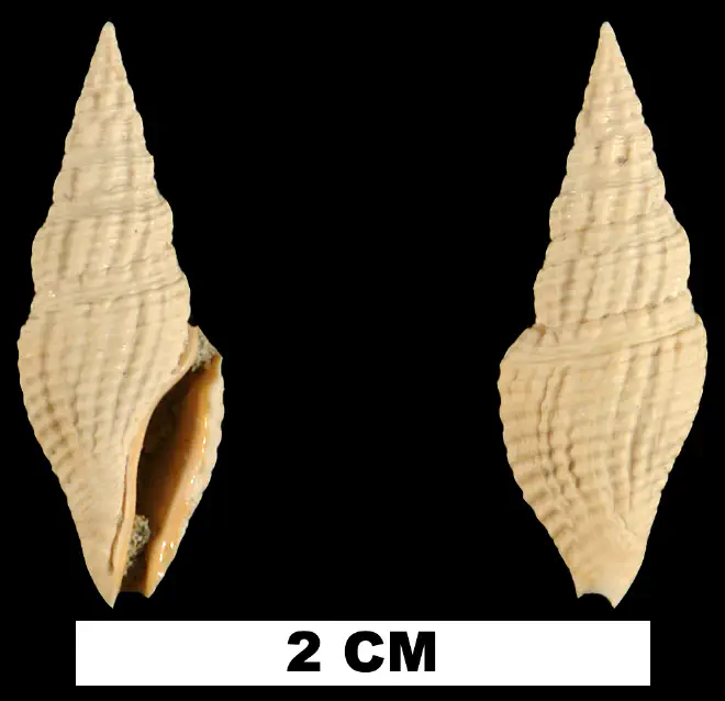 Clavatula apoia from the Early Miocene Chipola Fm. of Calhoun County, Florida (UF 101844).