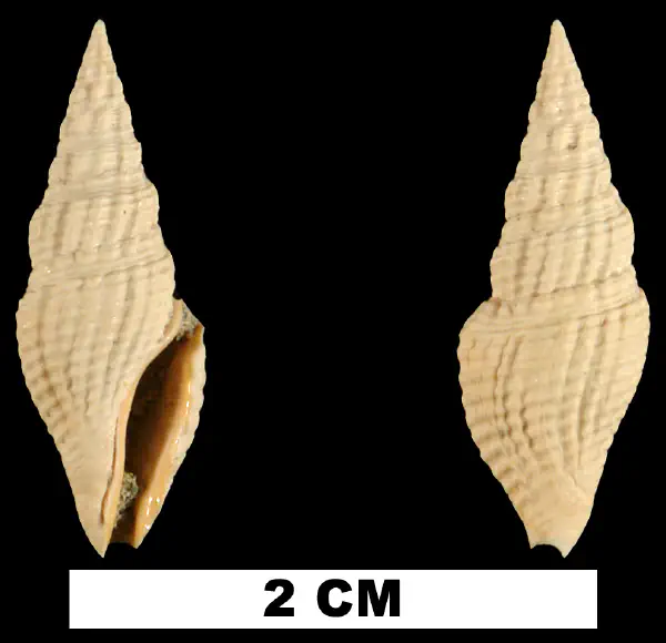 Clavatula apoia