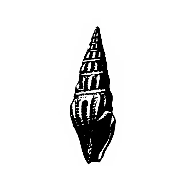 Specimen of Clavatula habra figured by Gardner (1938, pl. 39, fig. 10); 12.3 mm in length.
