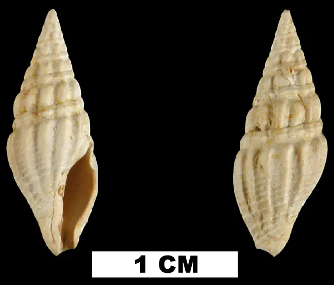 Clavatula habra from the Early Miocene Chipola Fm. of Calhoun County, Florida (UF 67702).