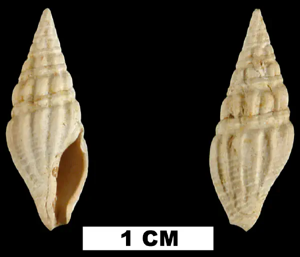 Clavatula habra