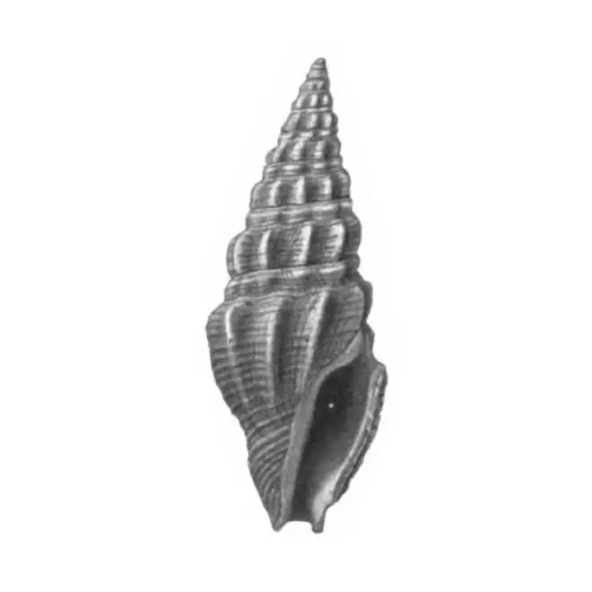 Specimen of Clavatula kalliglypta figured by Gardner (1938, pl. 39, fig. 6); 16.0 mm in length.