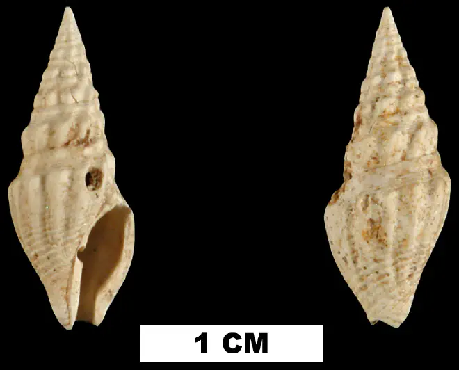 Clavatula kalliglypta from the Early Miocene Chipola Fm. of Calhoun County, Florida (UF 67261).