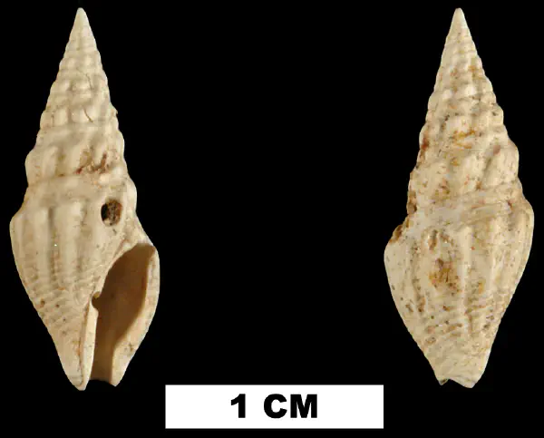 Clavatula kalliglypta