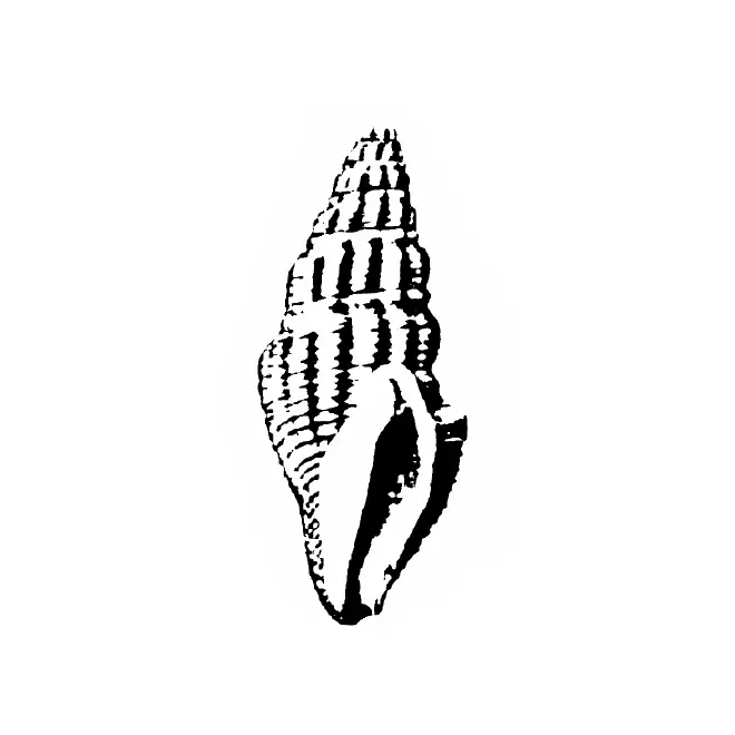 Specimen of Clavatula panopla figured by Gardner (1938, pl. 39, fig. 16); 23.5 mm in length.
